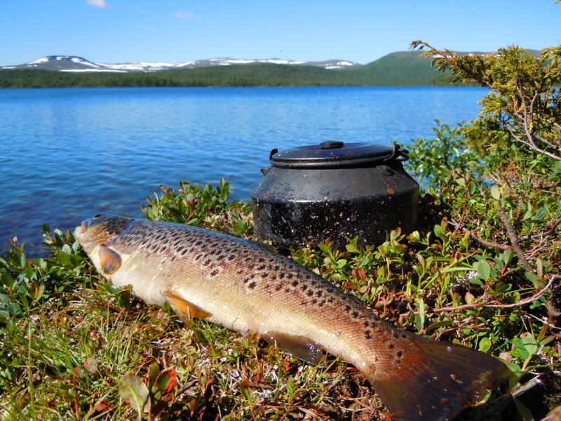 Fiske i kittelfjällsområdet