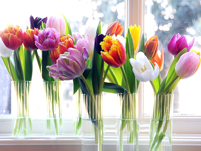 Lilla Fröken Blomster