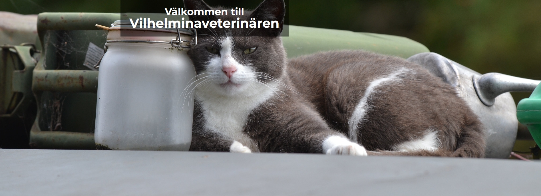 VilhelminaVeterinären
