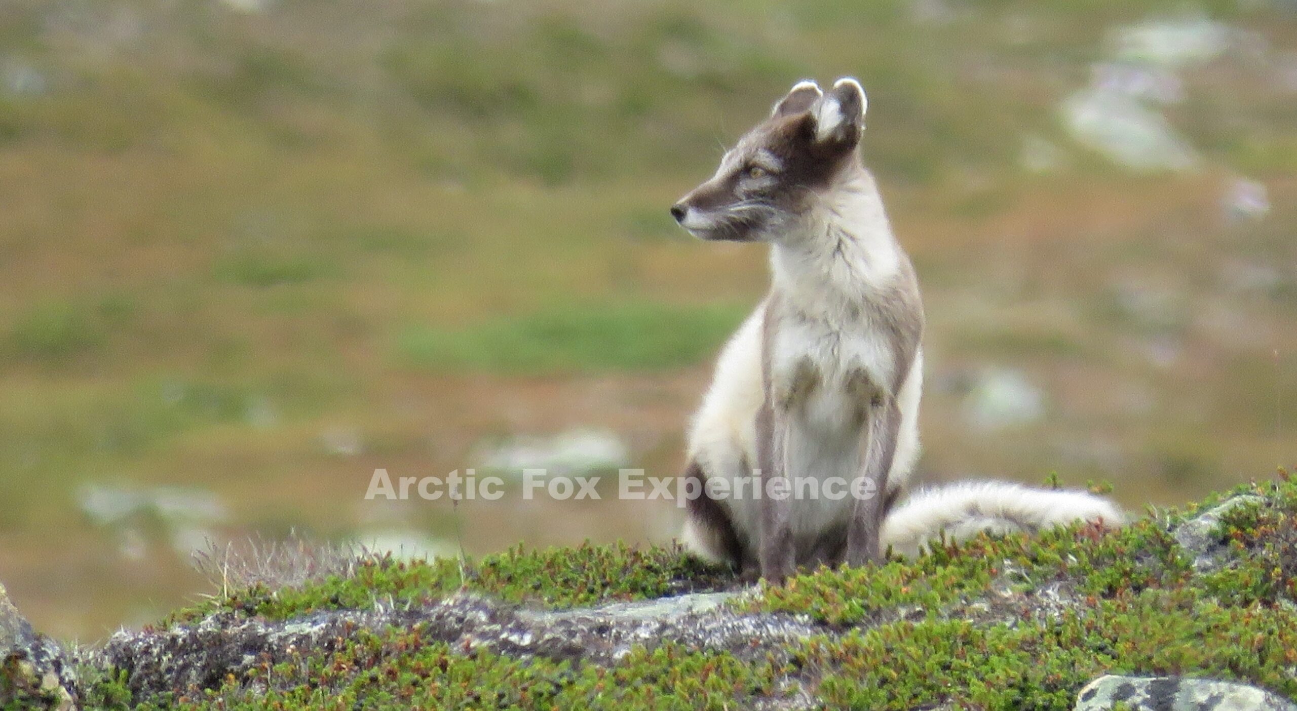 Arctic Fox Experience