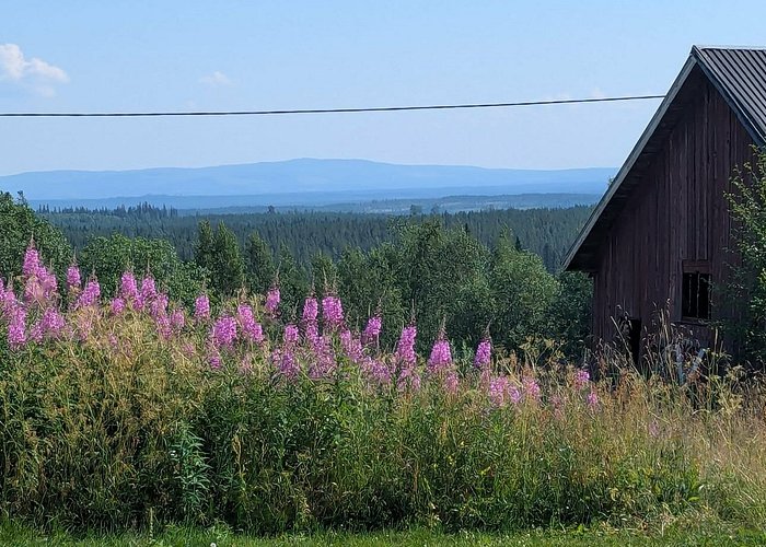 Willow of Lapland